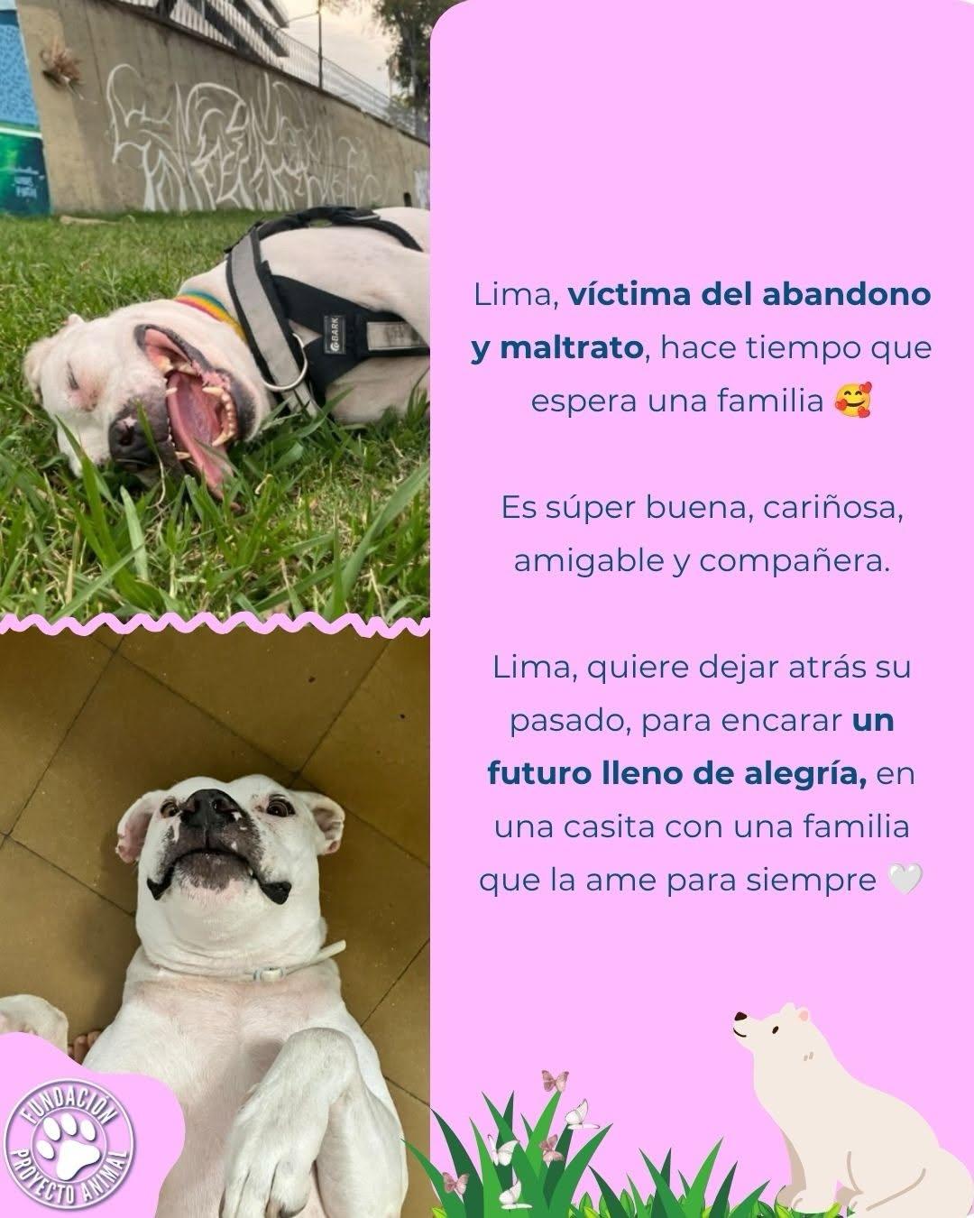 Lima (2/4)