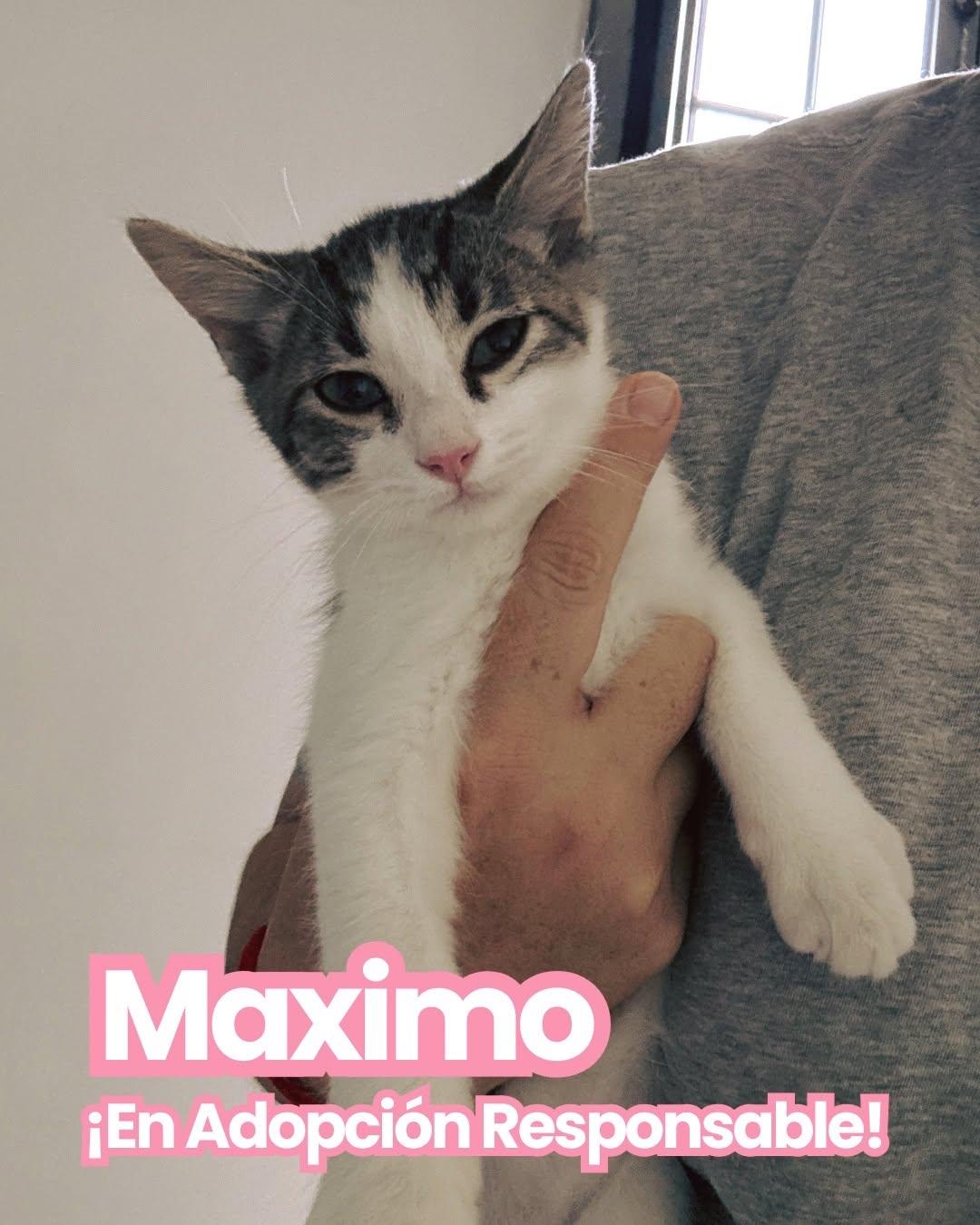 Máximo, Leono, Megatron (1/3)
