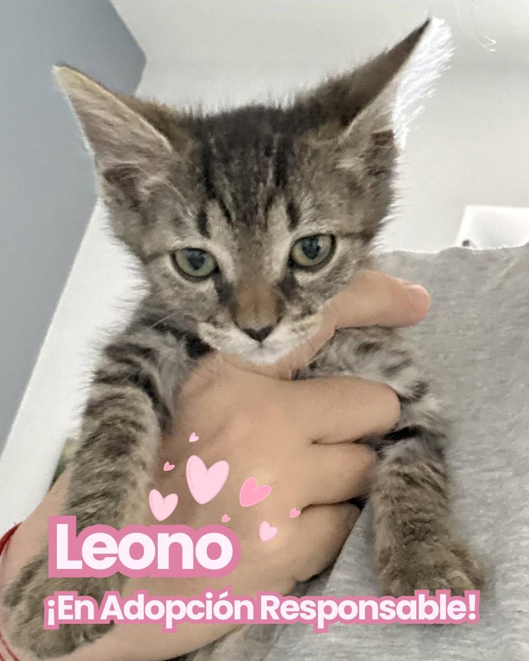 Máximo, Leono, Megatron (2/3)