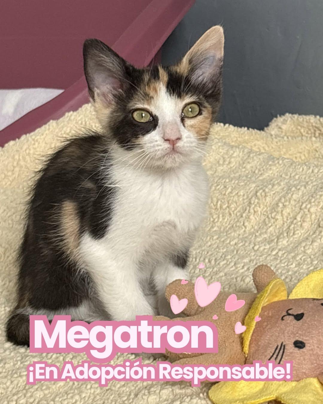 Máximo, Leono, Megatron (3/3)