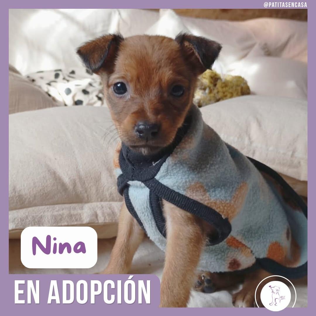 Nala (1/2)