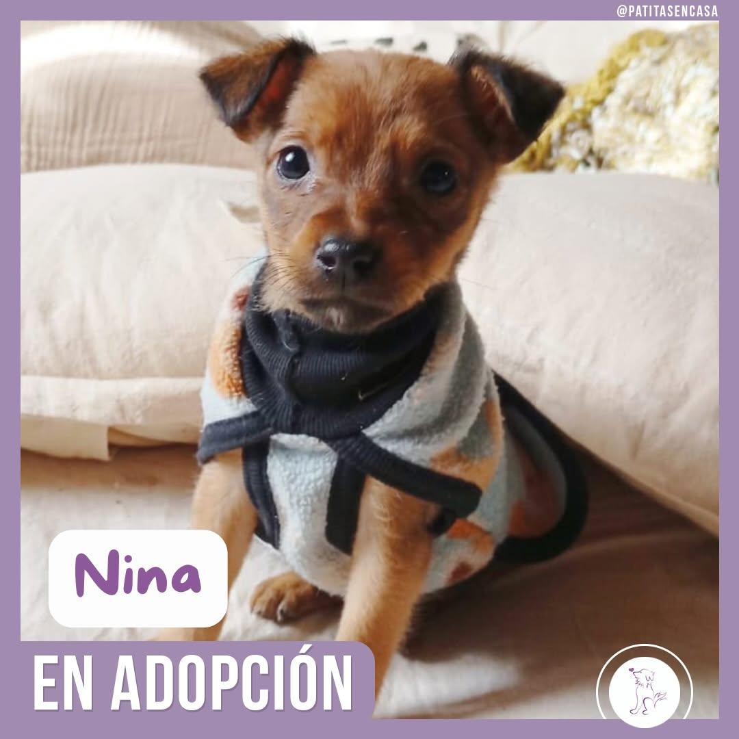 Nala (2/2)