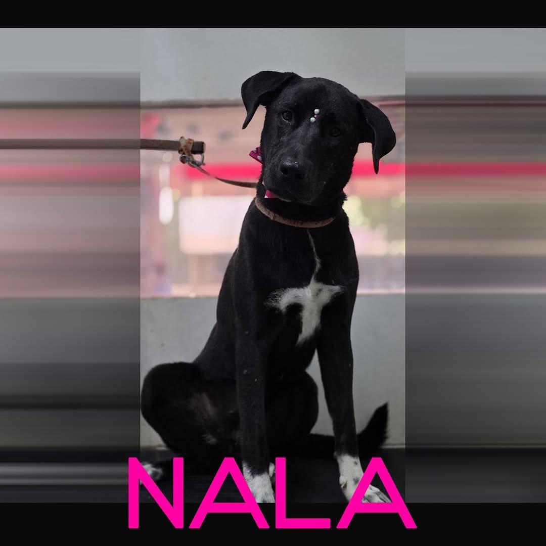 NALA