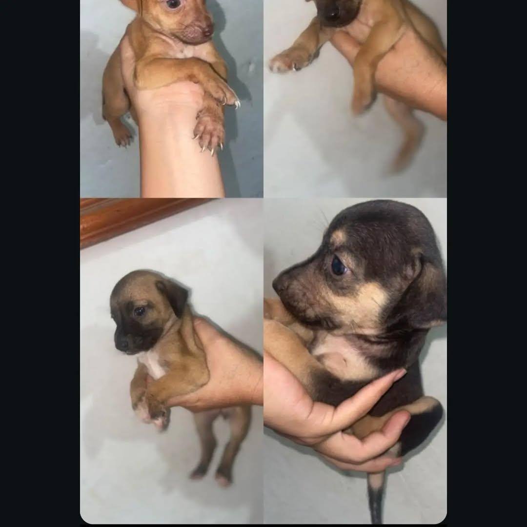 2 animalitos (2/2)