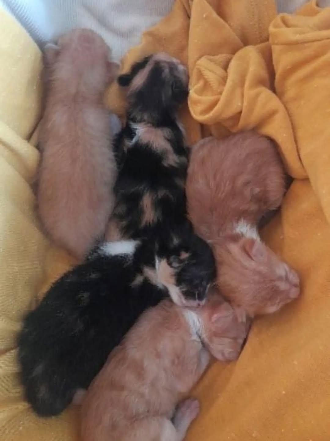 5 animalitos