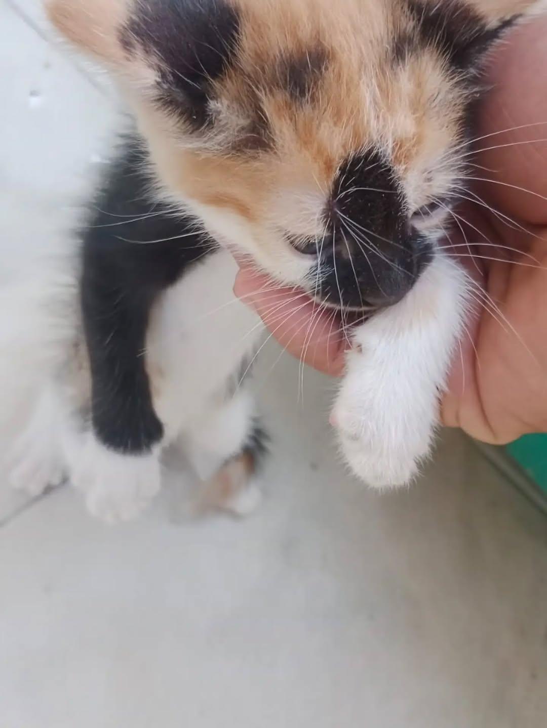 2 animalitos (3/7)