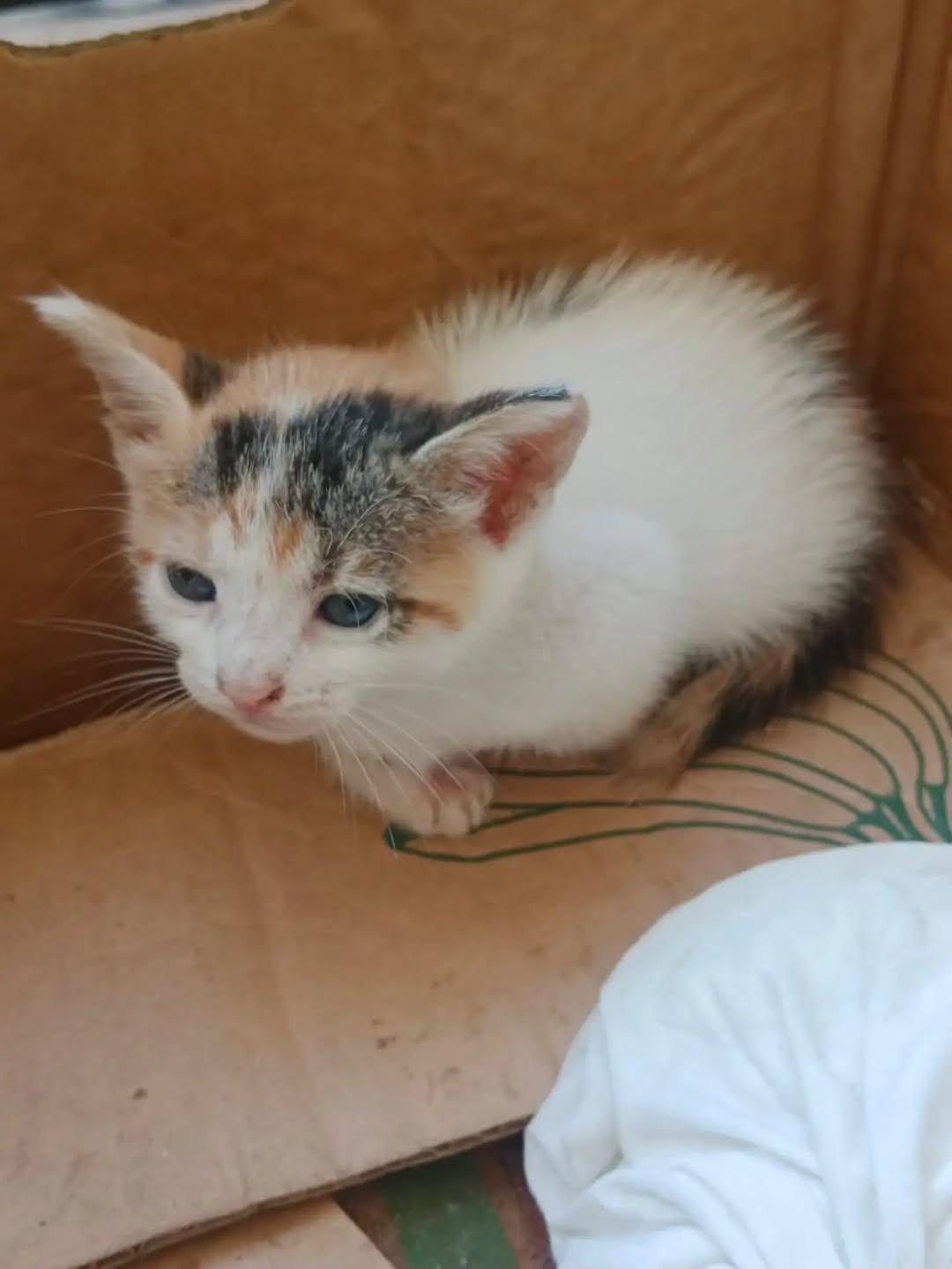 2 animalitos (5/7)