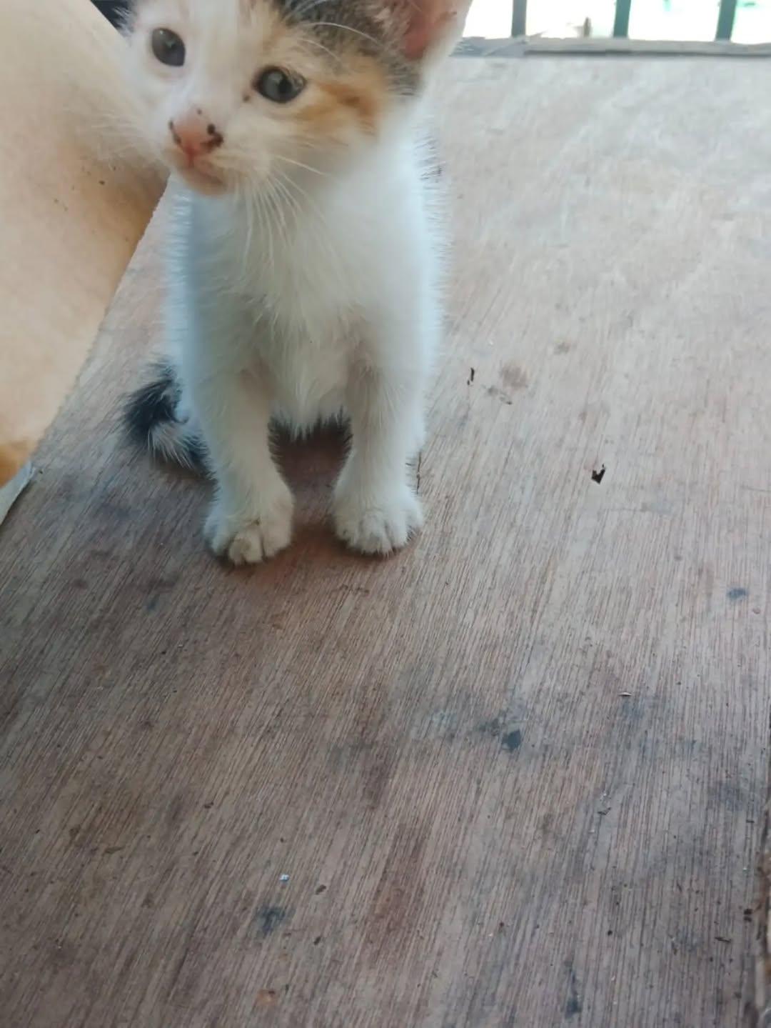 2 animalitos (6/7)