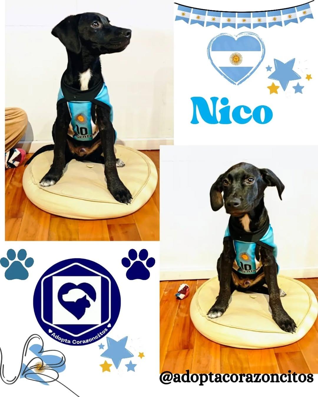 Nico, Bruno (1/2)