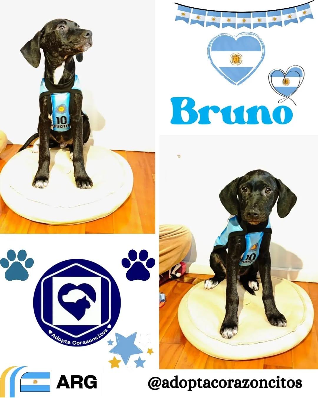 Nico, Bruno (2/2)