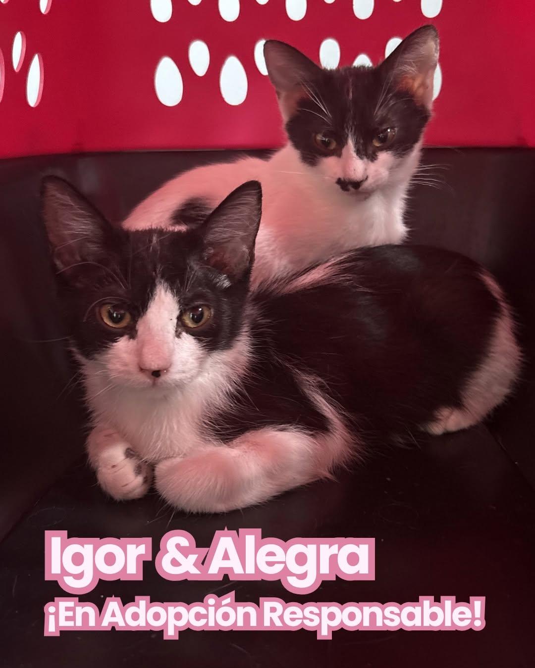Igor, Alegra