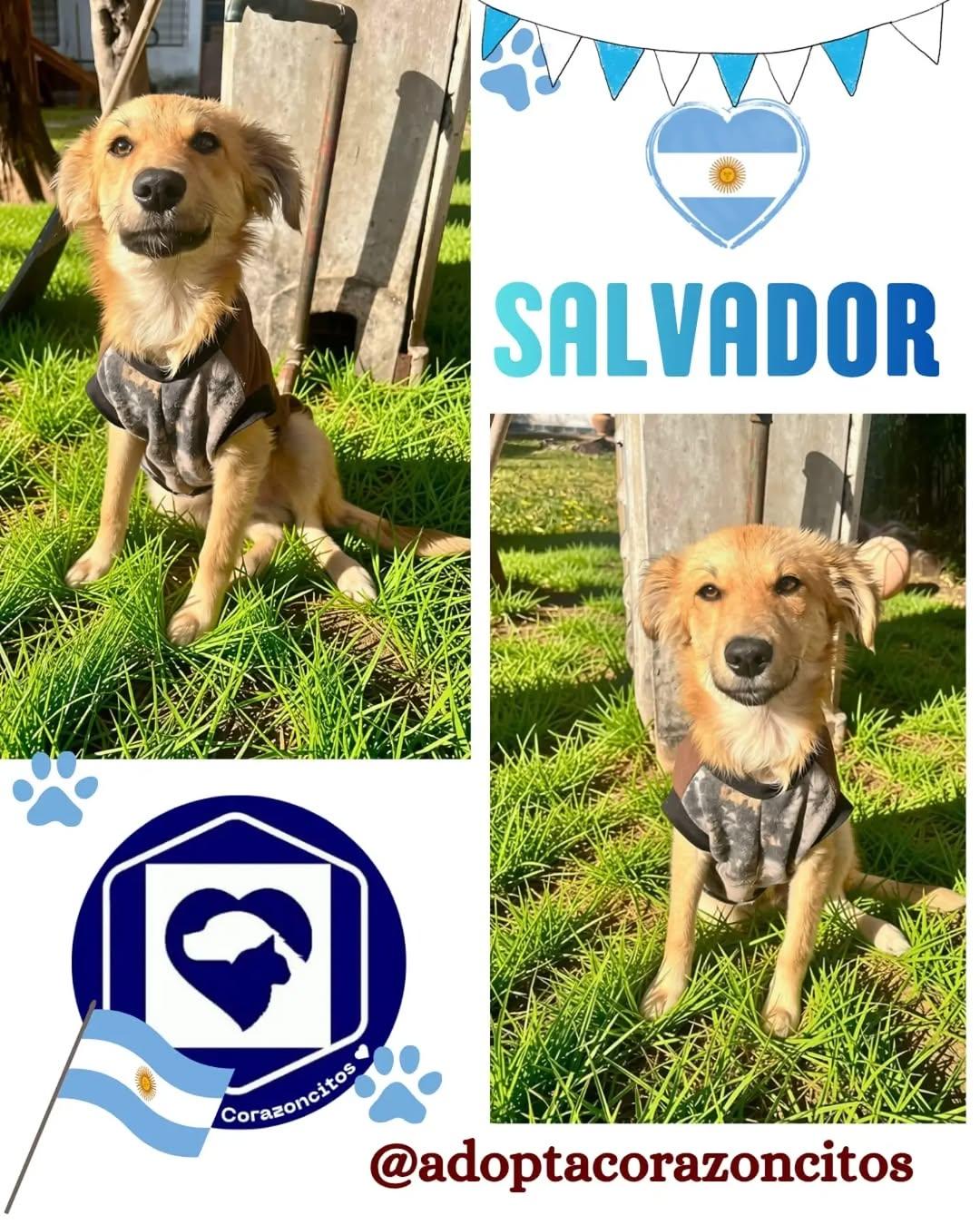 Salvador, Benicio (1/2)