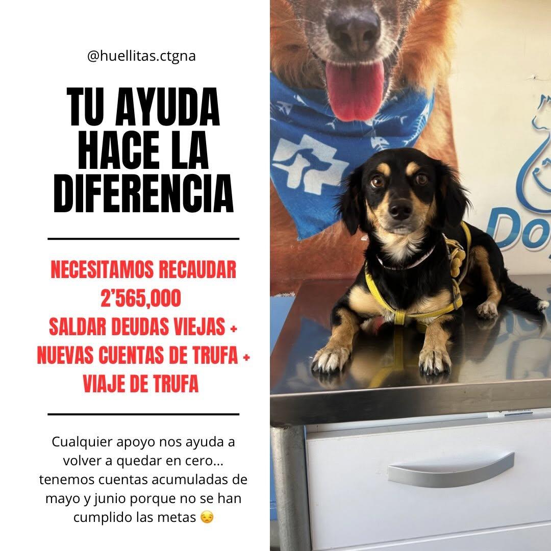 Margarita, Canela, Chanel +2 (1/2)