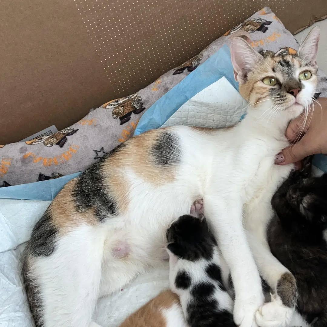 6 animalitos (1/5)
