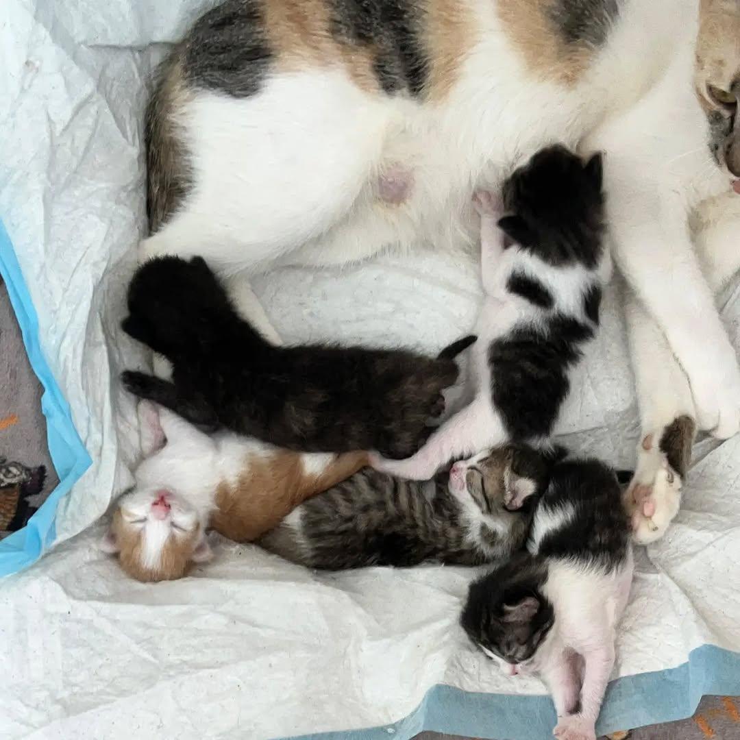 6 animalitos (2/5)