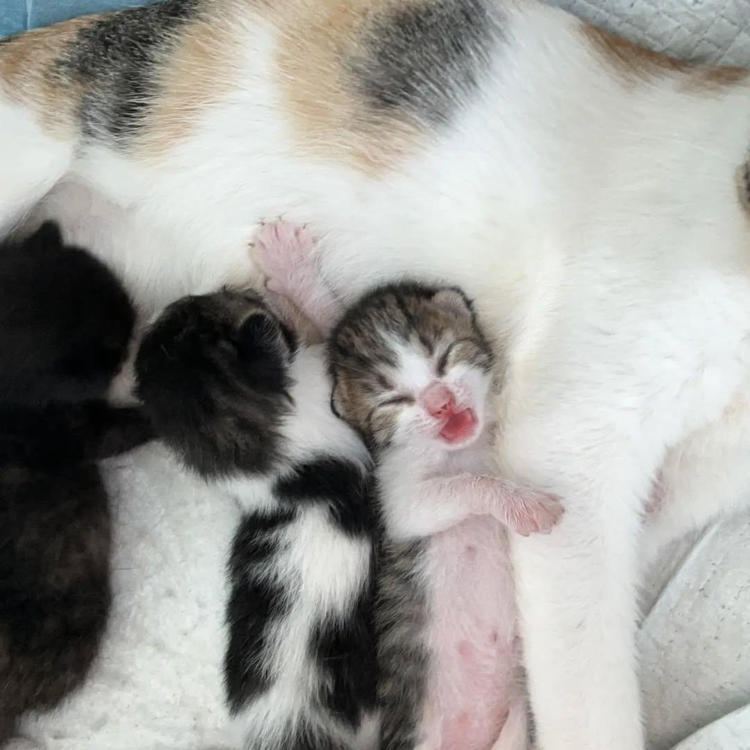 6 animalitos (3/5)