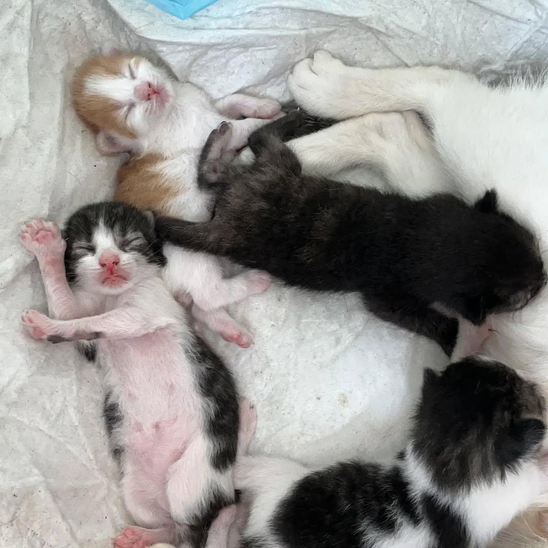 6 animalitos (4/5)