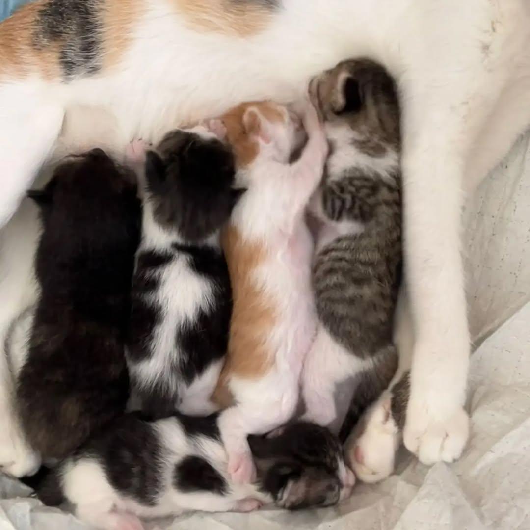 6 animalitos (5/5)