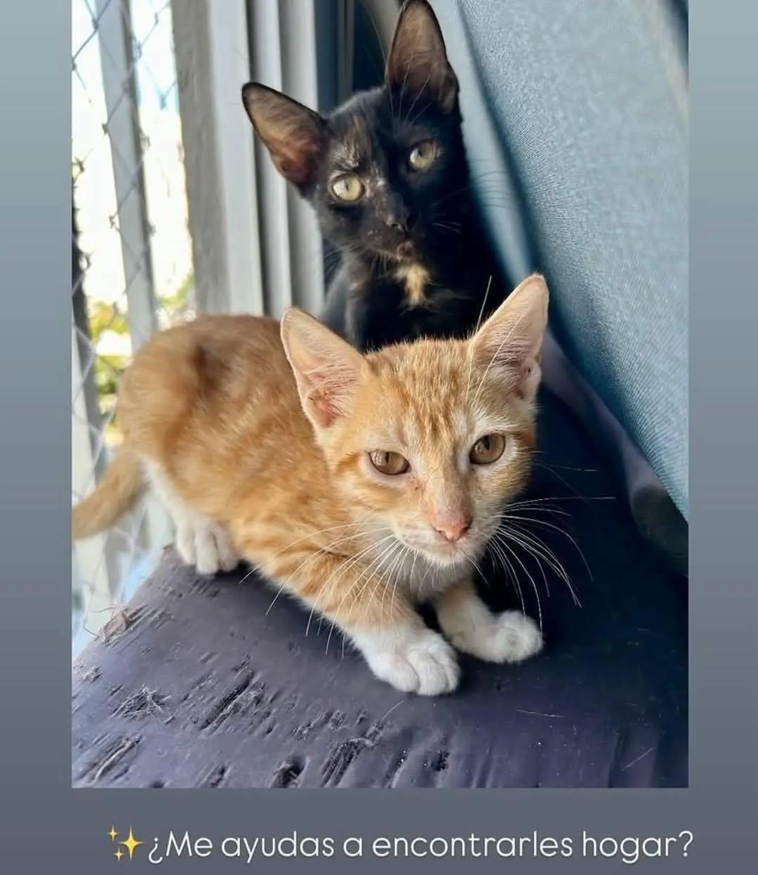 2 animalitos