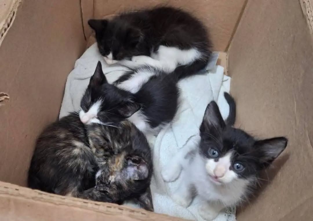 4 animalitos