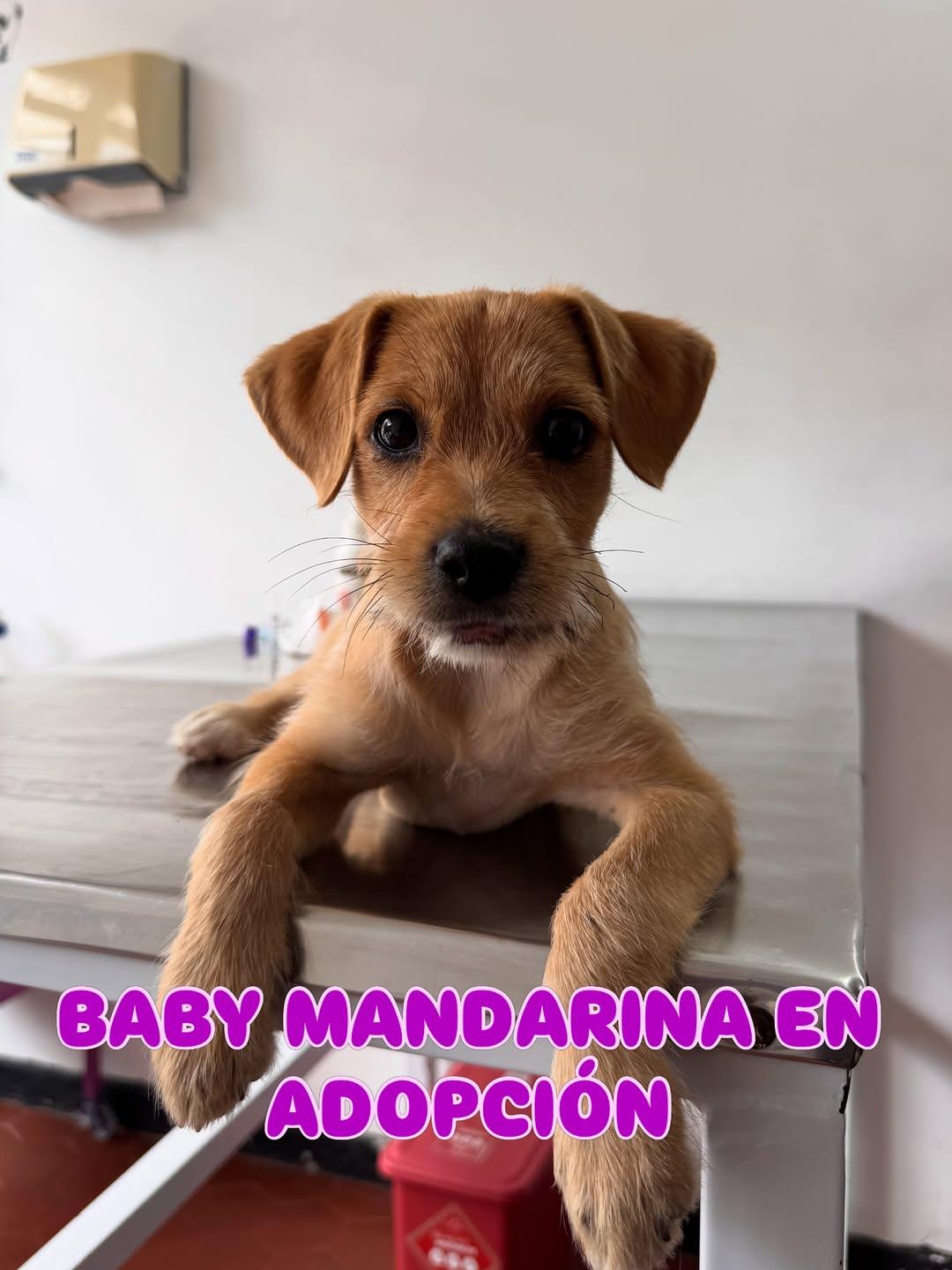 Baby Mandarina (1/3)