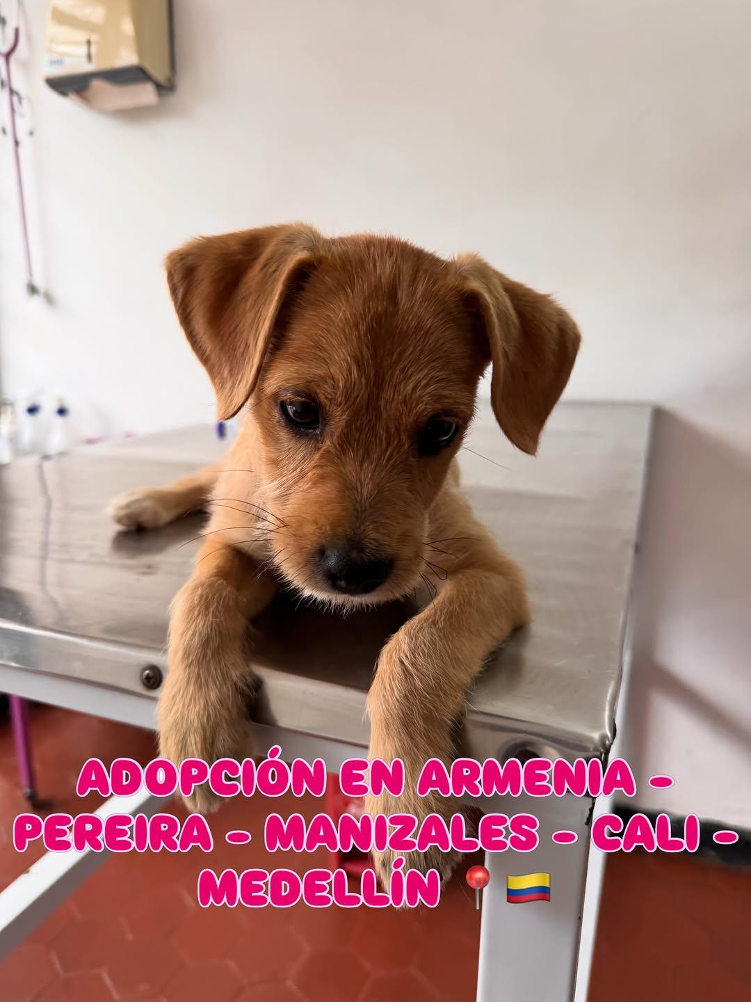 Baby Mandarina (3/3)
