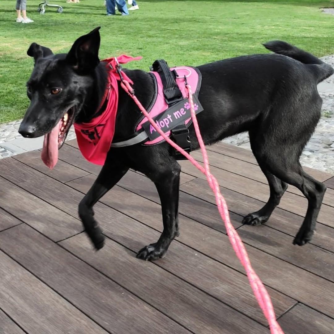 Bella (2/5)