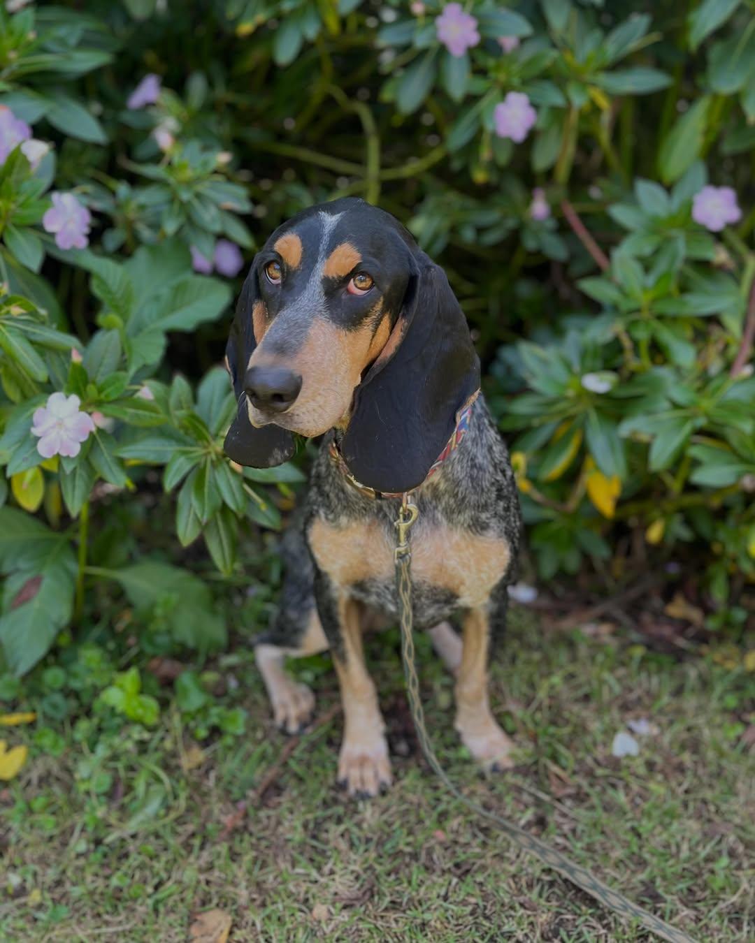 Lola (9/9)