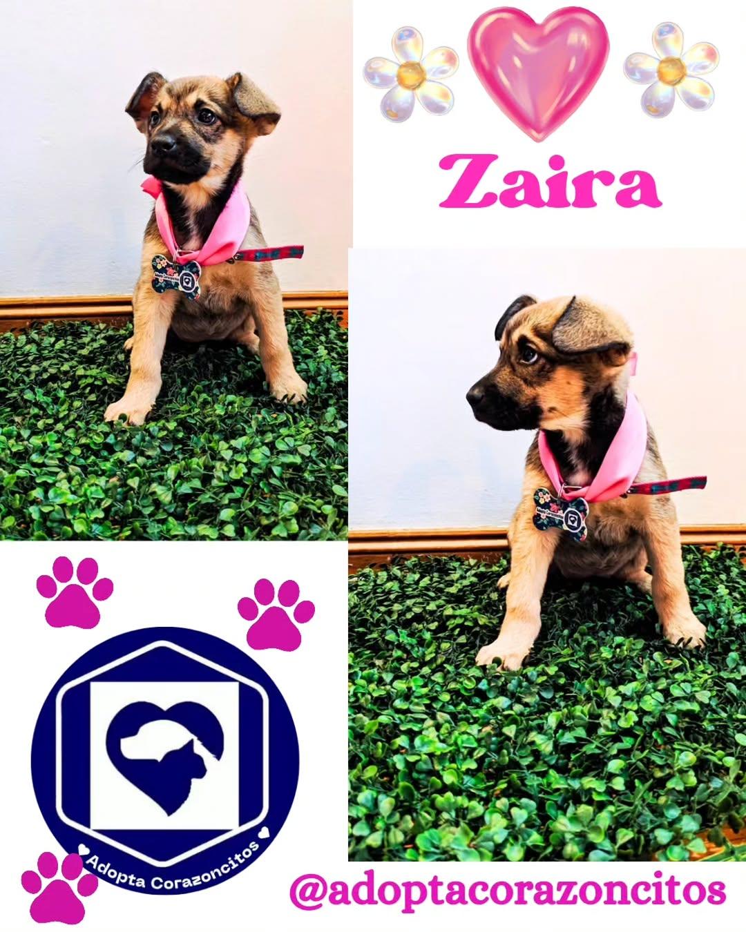 ZAIRA, ALAN, MAX (1/3)