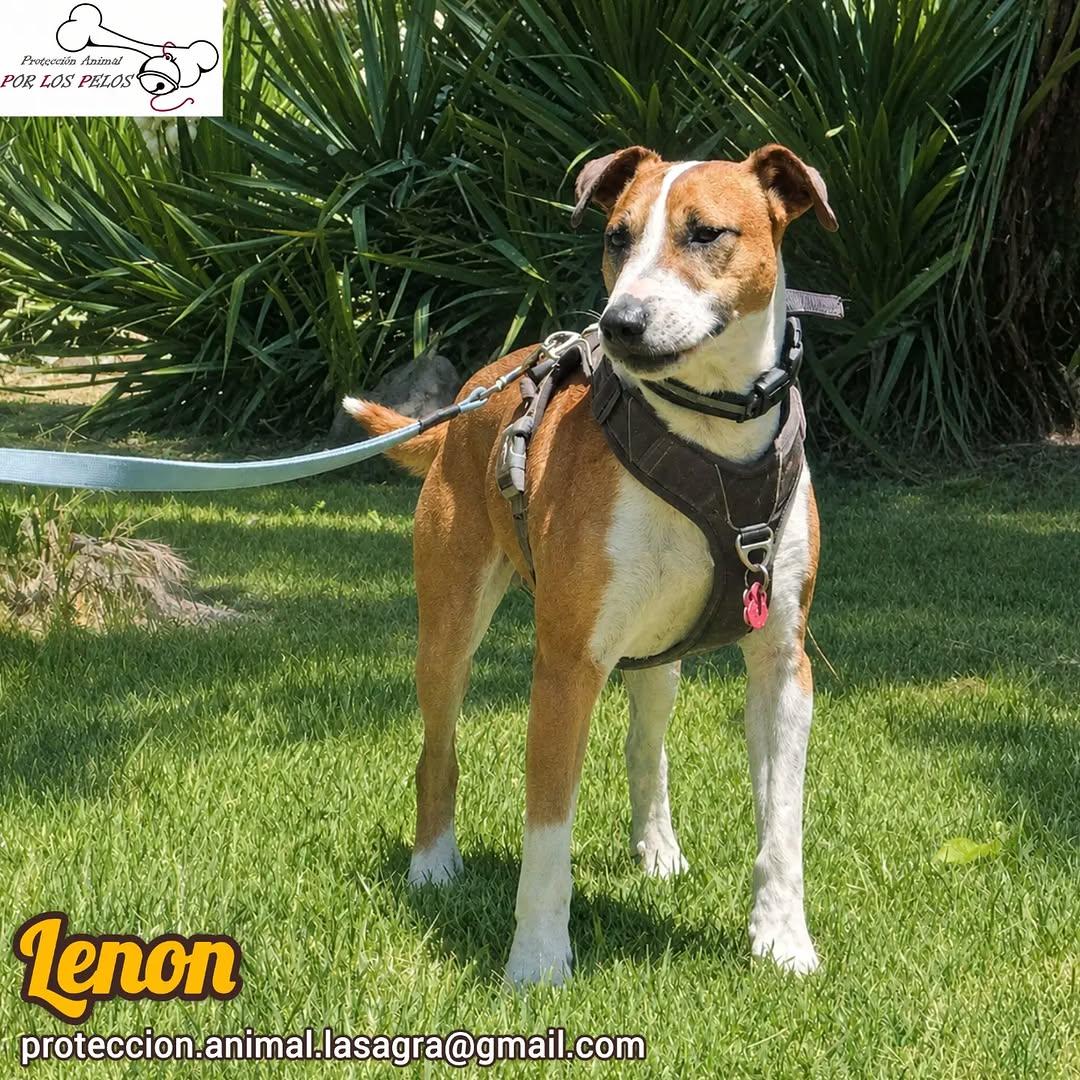 Lenon (10/10)