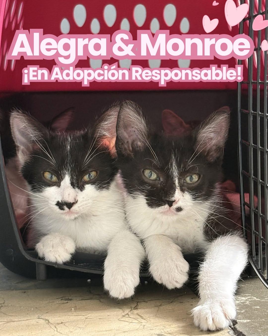 Alegra, Monroe