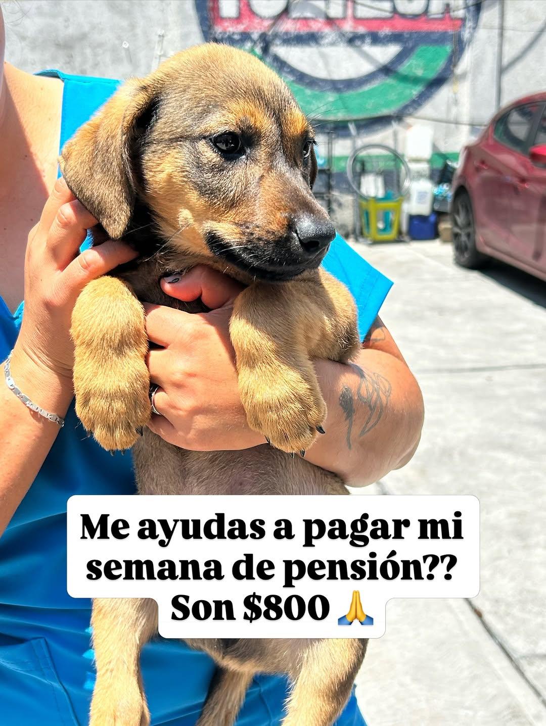 Melva, José Luis (3/3)