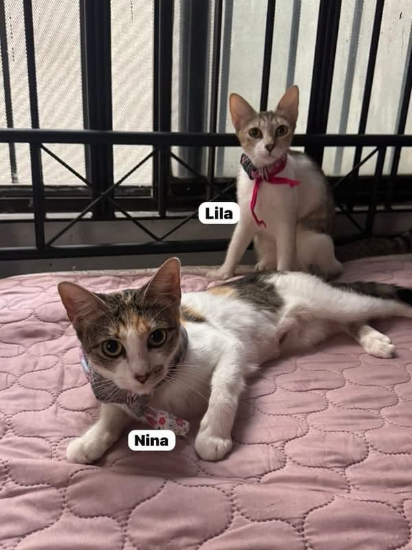 Nina, Lila (3/4)