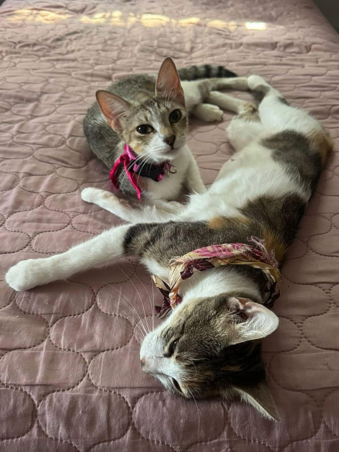 Nina, Lila (4/4)