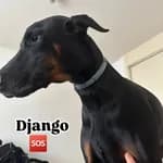 Django (13/13)