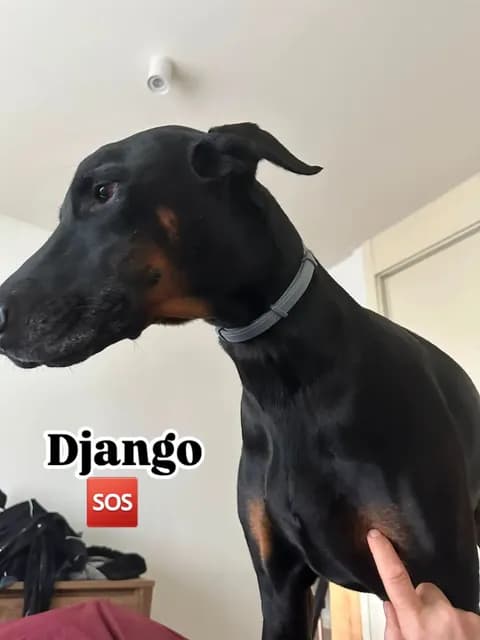 Django (4/13)