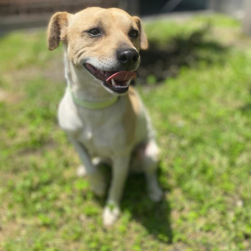 Canelo (1/10)