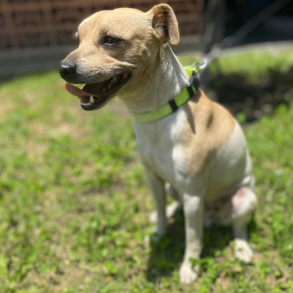 Canelo (2/10)