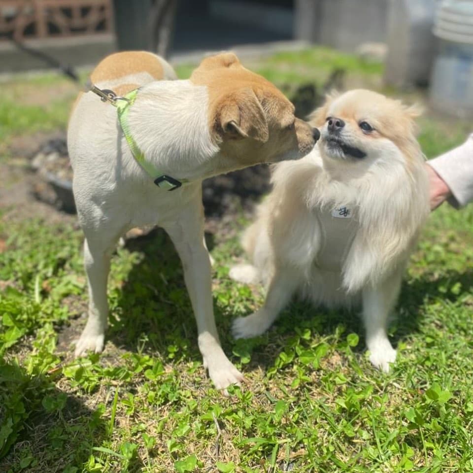 Canelo (3/10)