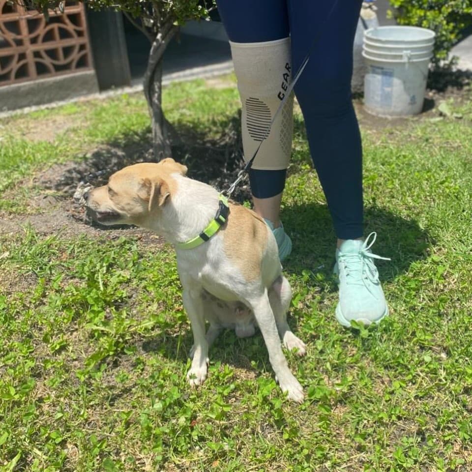 Canelo (4/10)