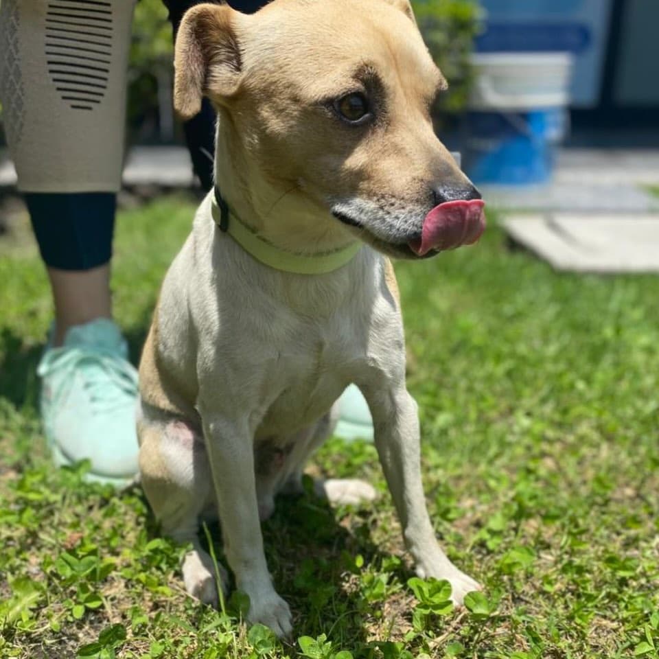 Canelo (5/10)