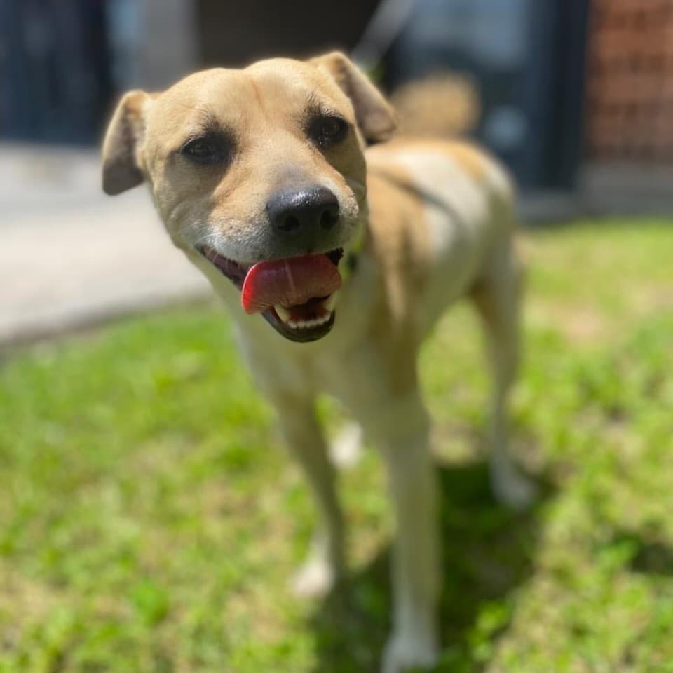 Canelo (6/10)