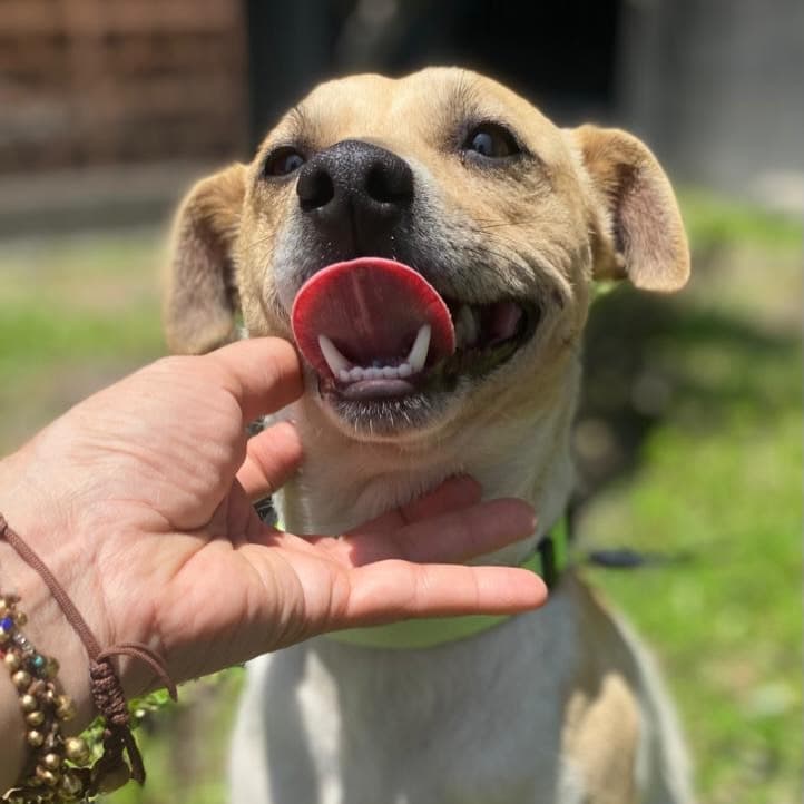 Canelo (7/10)