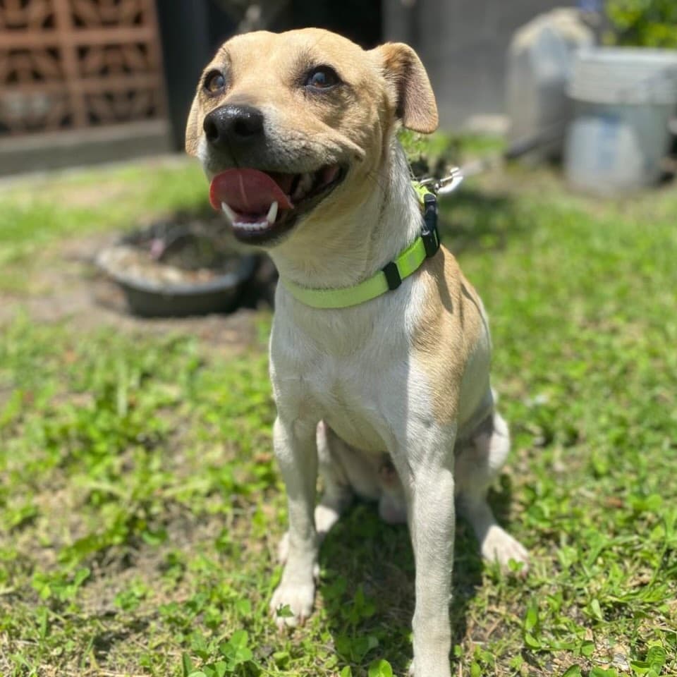 Canelo (8/10)
