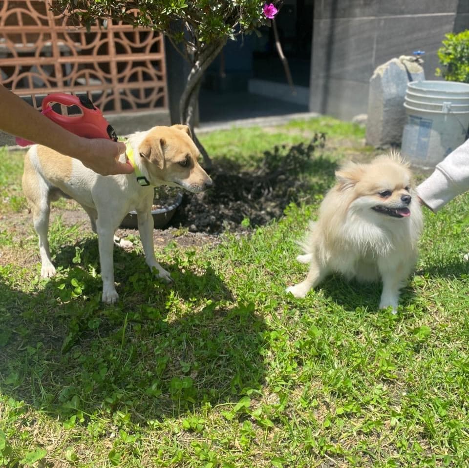 Canelo (9/10)