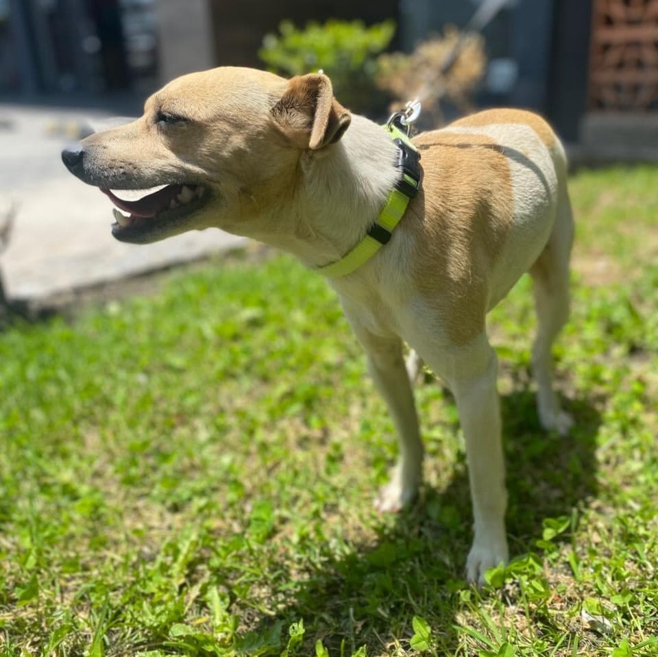 Canelo (10/10)