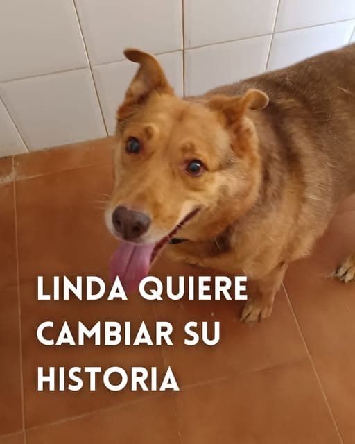 Linda (1/4)