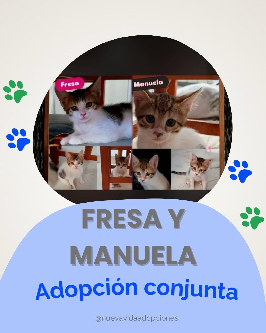 MANUELA, FRESA (1/3)
