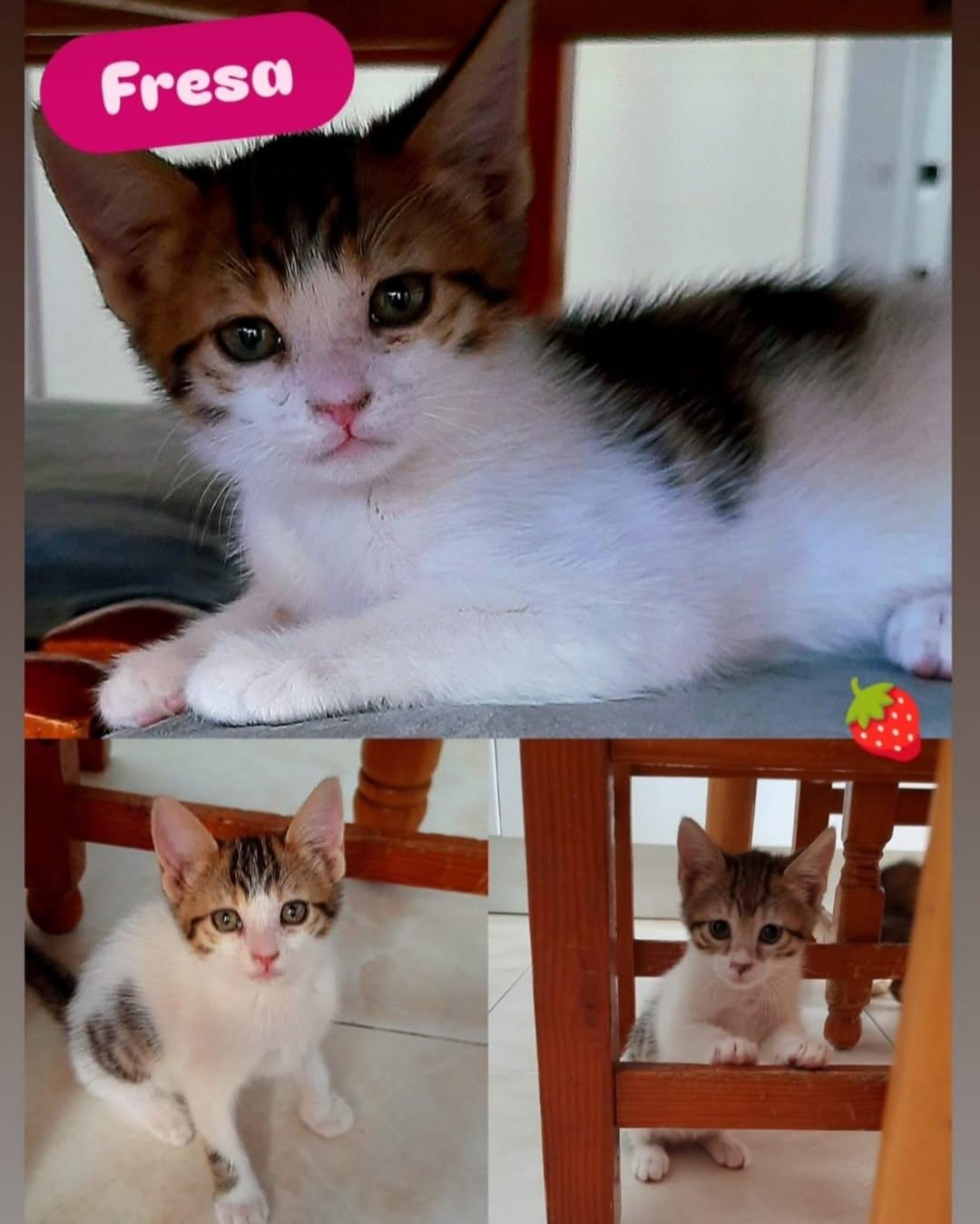 MANUELA, FRESA (2/3)