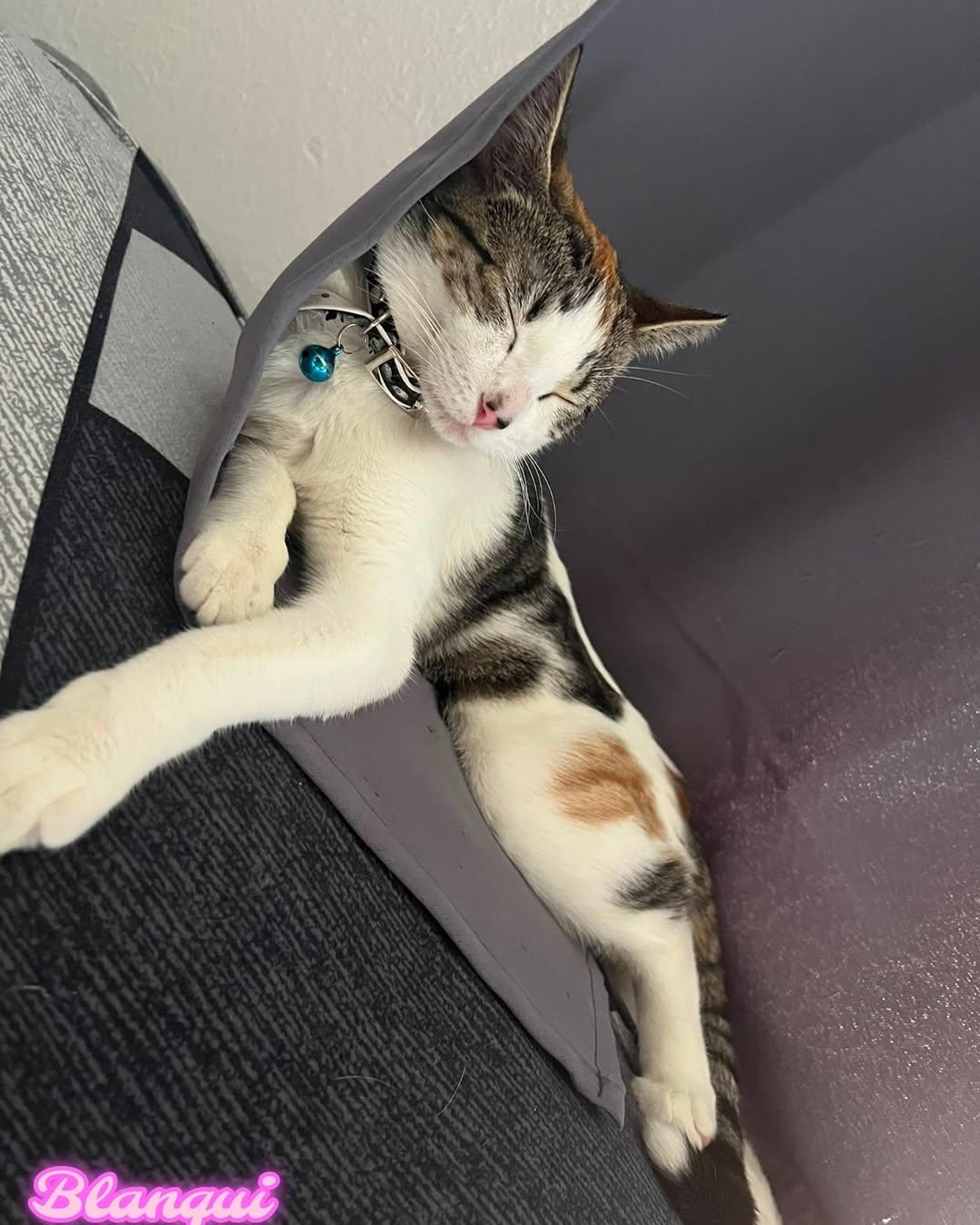 BLANQUI, KITTY (3/6)